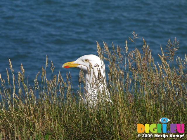 SX07504 Head of Herring Gull (Larus argentatus) poking up through grass